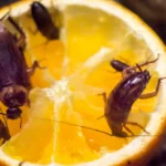 cockroaches on orange