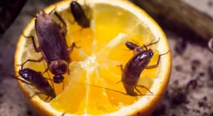 cockroaches on orange