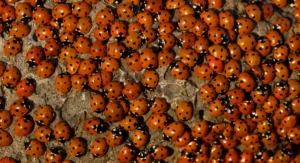 a ton of ladybirds