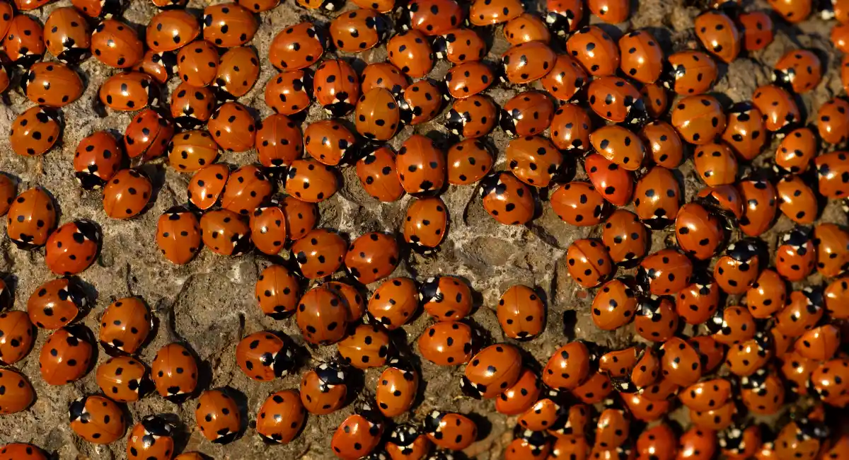 a ton of ladybirds