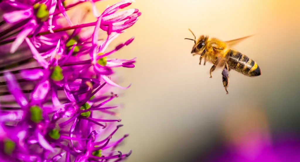 A bee flying towards a purple flower