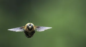 a bumblebee flying over a field