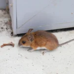 a mouse in a corner of a room