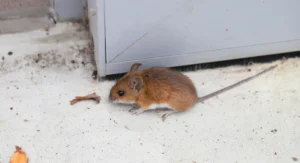 a mouse in a corner of a room