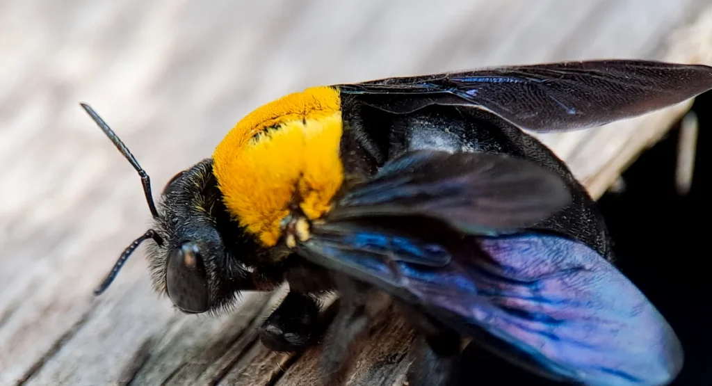 Carpenter bee with iridescent wings