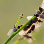 ant breeding on grass strands