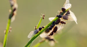 ant breeding on grass strands
