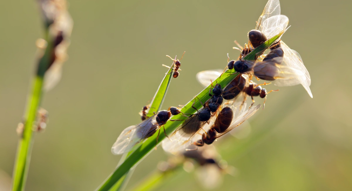 ant breeding on grass strands