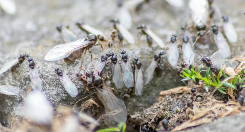 Flying ants usually shed their wings after a few hours