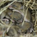 baby field mice sleeping in a nest