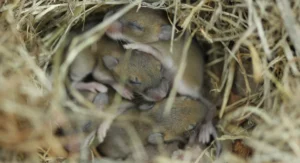 baby field mice sleeping in a nest