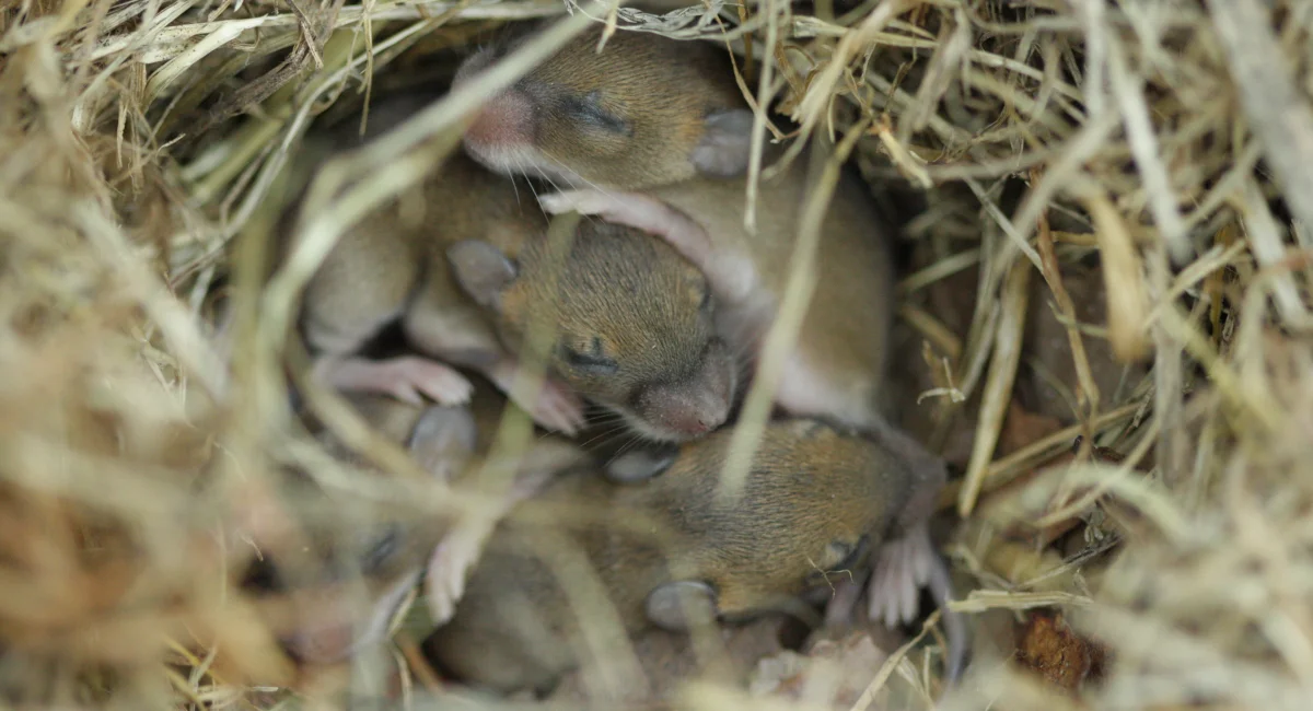 baby field mice sleeping in a nest