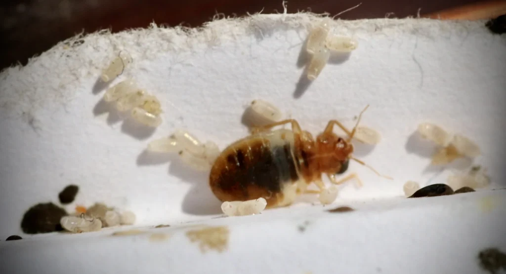 bed bugs and eggs on side of wall