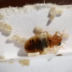 bed bugs and eggs on side of wall