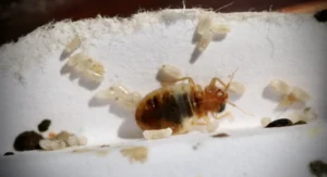 bed bugs and eggs on side of wall