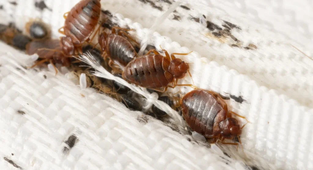 Bed bug evidence on a mattress