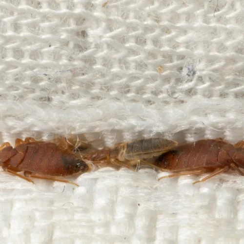 brown bed bugs hiding in the crease of mattress