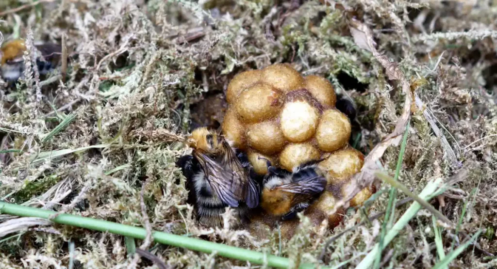 Bumblebee in a nest