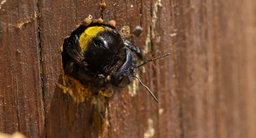 A carpenter bee boring wood