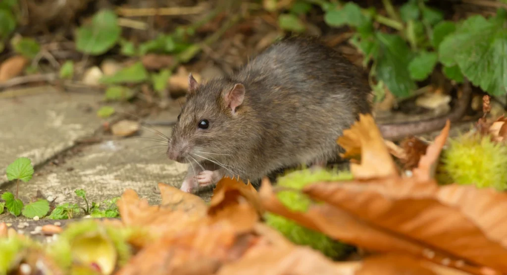 Norway rat sitting among autumn leaves