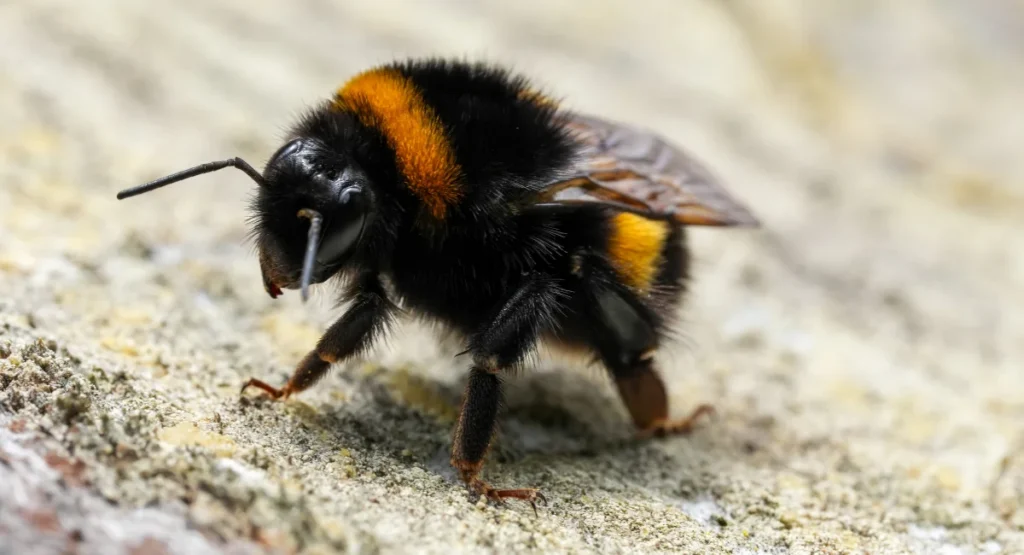 Close-up view of a fluffy bumblebee