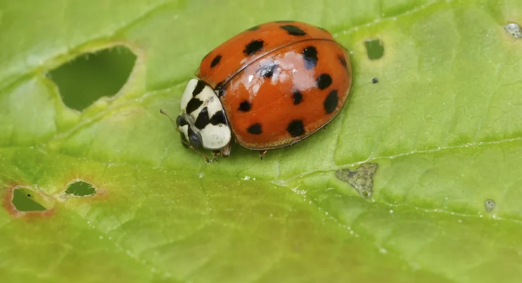 A vibrant Asian ladybug beetle