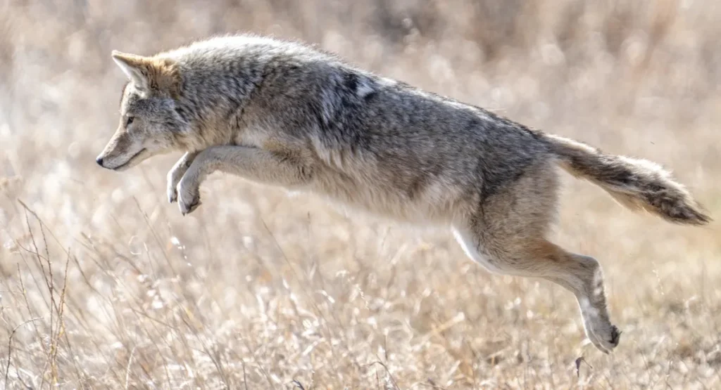 Close-up side view of a coyote in the air jumping for a mouse