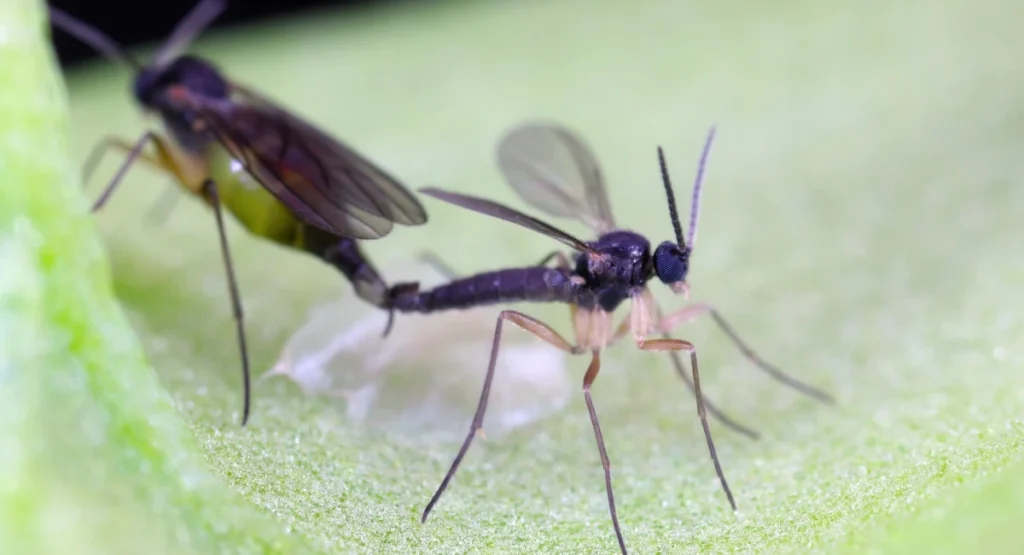 Dark-winged fungus gnat