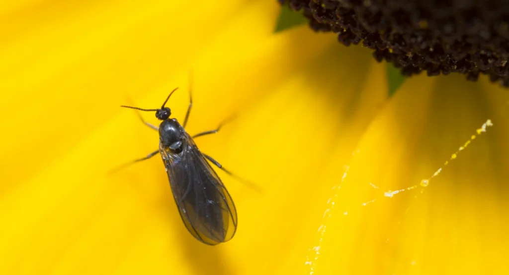 Fungus gnat on a flower petal
