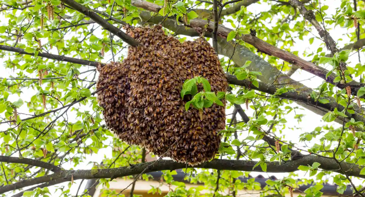 A colony of bees nesting in a tree