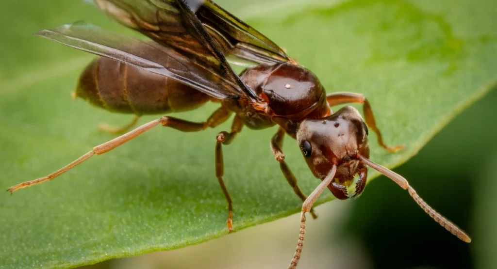 A brown flying ant on a green leaf