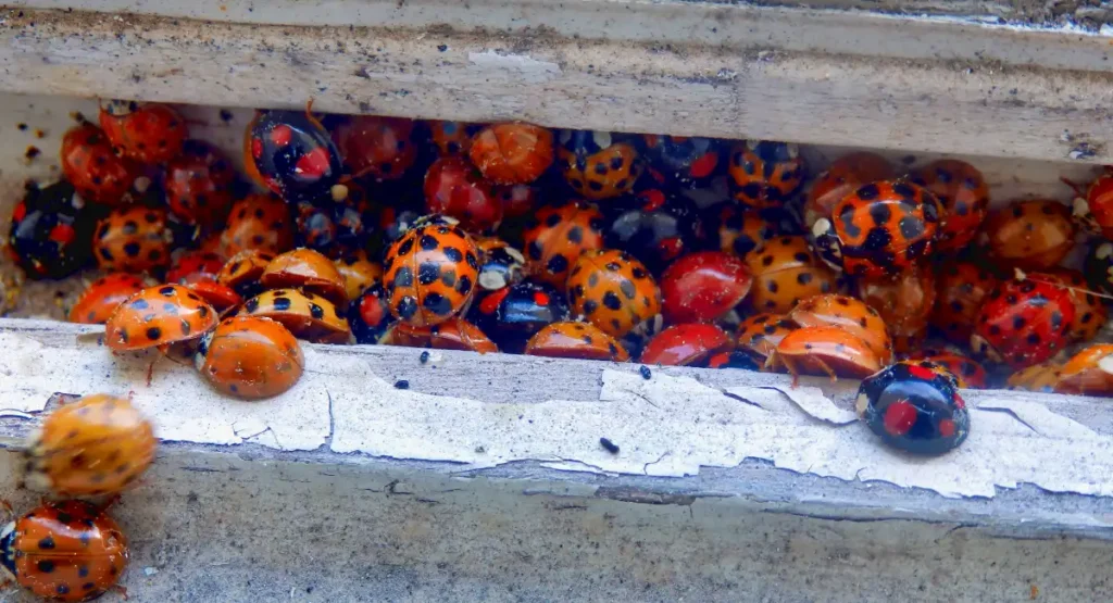 Multicolored Asian Beetles in the recess of a window