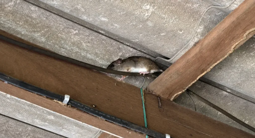 Rat hiding in wooden roof beams