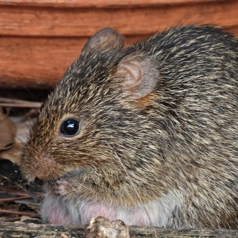 cotton rat