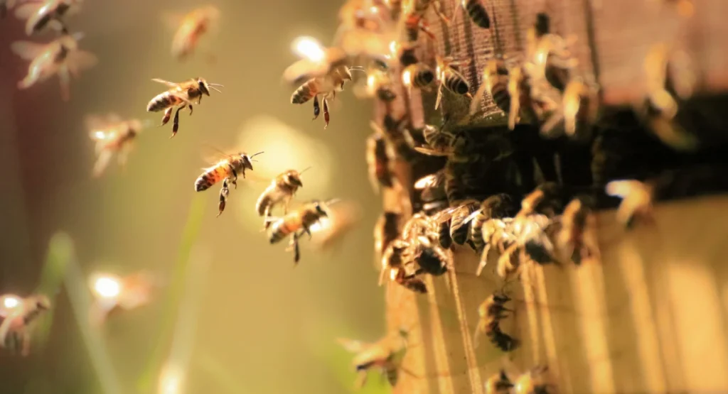 Honey bees flying outside of a nest entry point