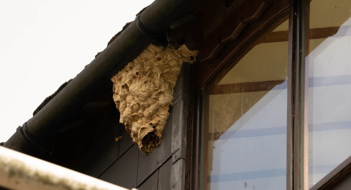 Hornet nest underneath eaves
