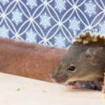 house mouse peeping out of hole in wall