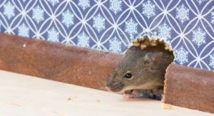 house mouse peeping out of hole in wall
