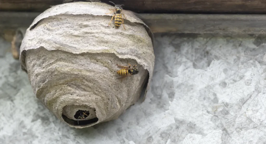 A wasp nest on the side of a building