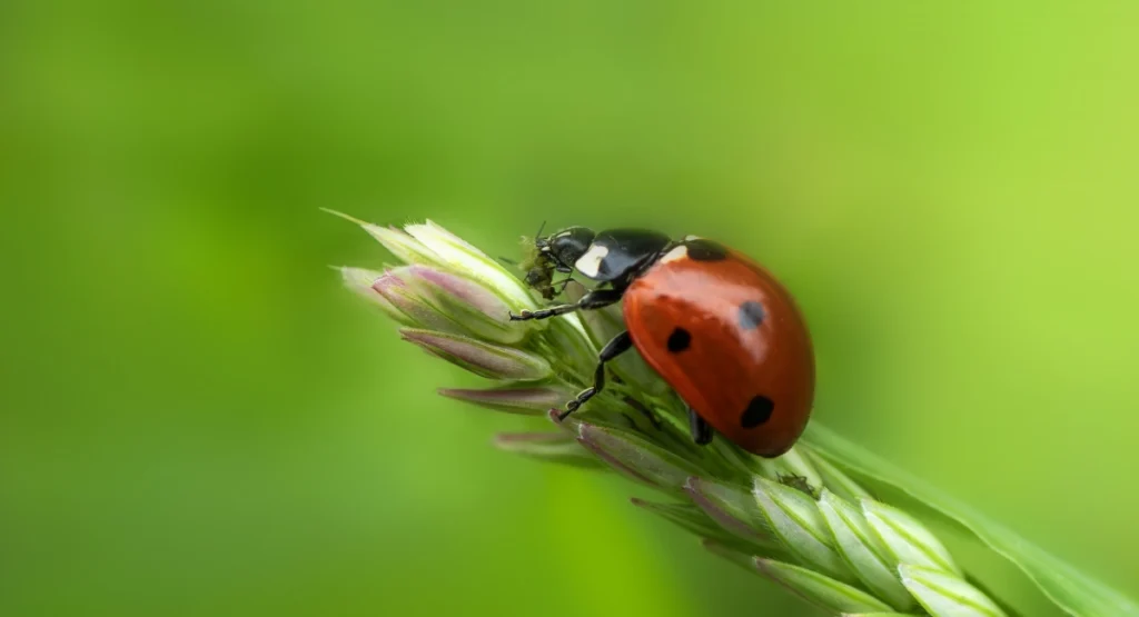 A ladybug eating an aphid on a grass seed wheat stem