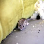 Mouse on dirty sofa