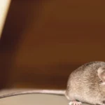 mouse on counter