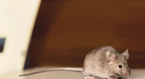 mouse on counter