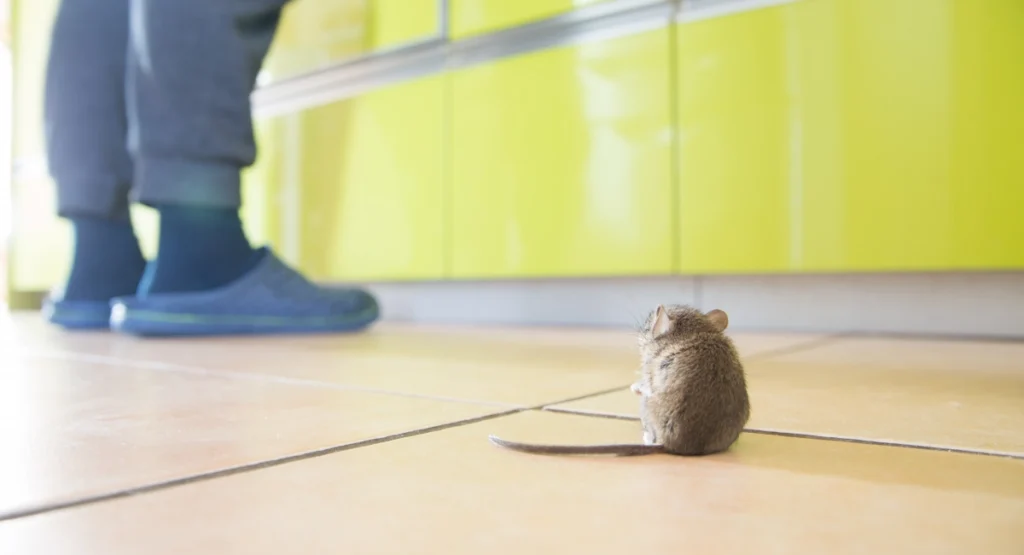 Mouse in the Kitchen While a Person Cooks