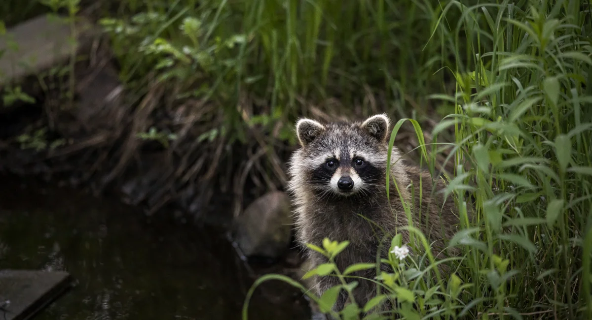 A raccoon peering out of tall grass