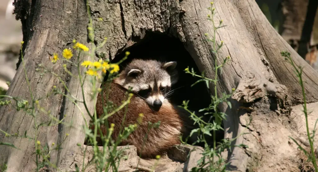 raccoon curled up inside tree stump