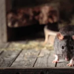 rat in old wooden barn