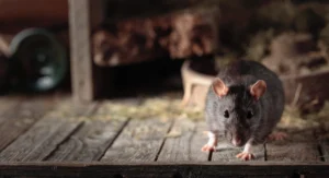 rat in old wooden barn