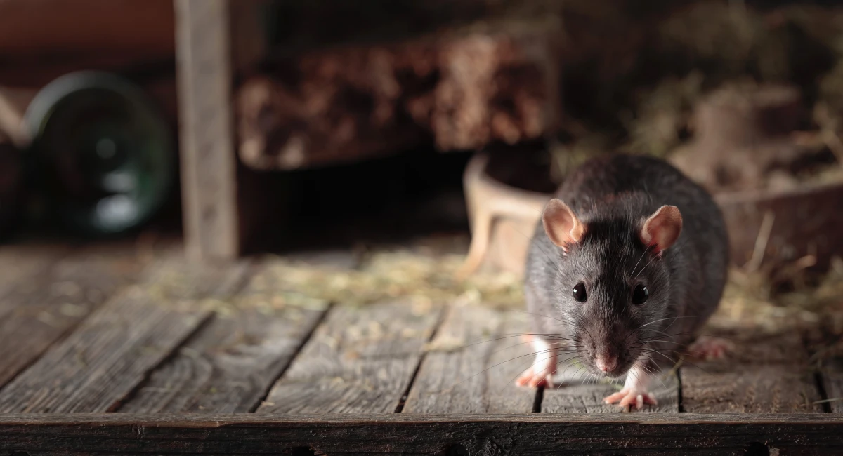 rat in old wooden barn