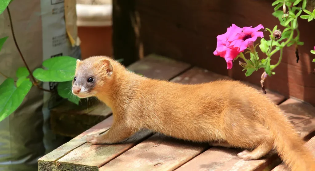 weasel on porch near flower bed